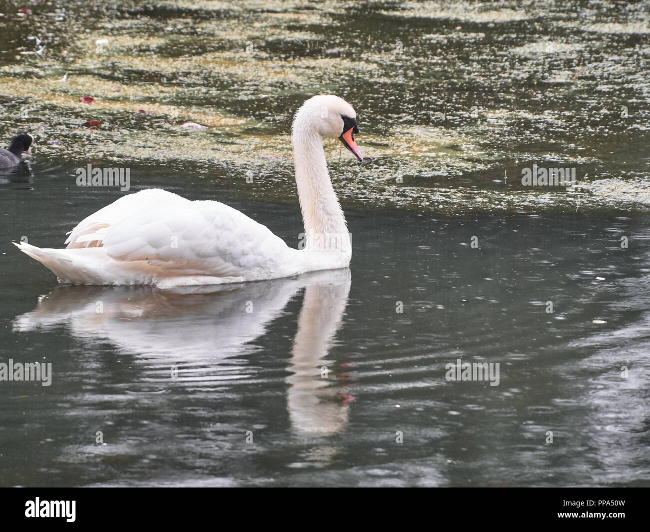 Vista di un cigno in Roath Park, Cardiff Foto Stock