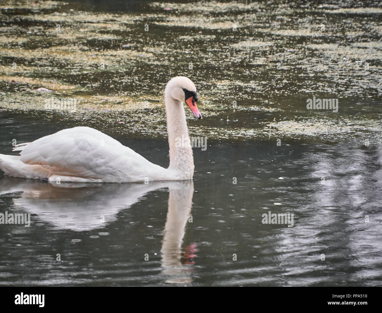 Vista di un cigno in Roath Park, Cardiff Foto Stock