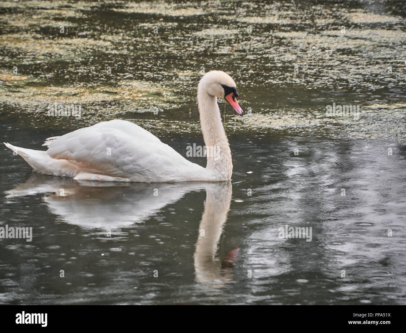 Vista di un cigno in Roath Park, Cardiff Foto Stock