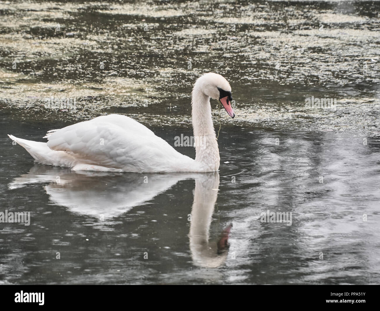 Vista di un cigno in Roath Park, Cardiff Foto Stock