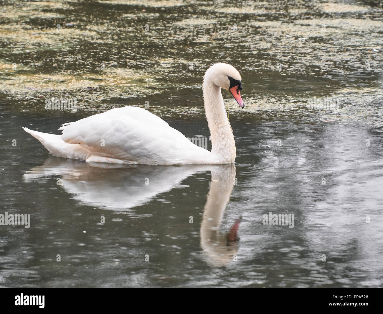 Vista di un cigno in Roath Park, Cardiff Foto Stock