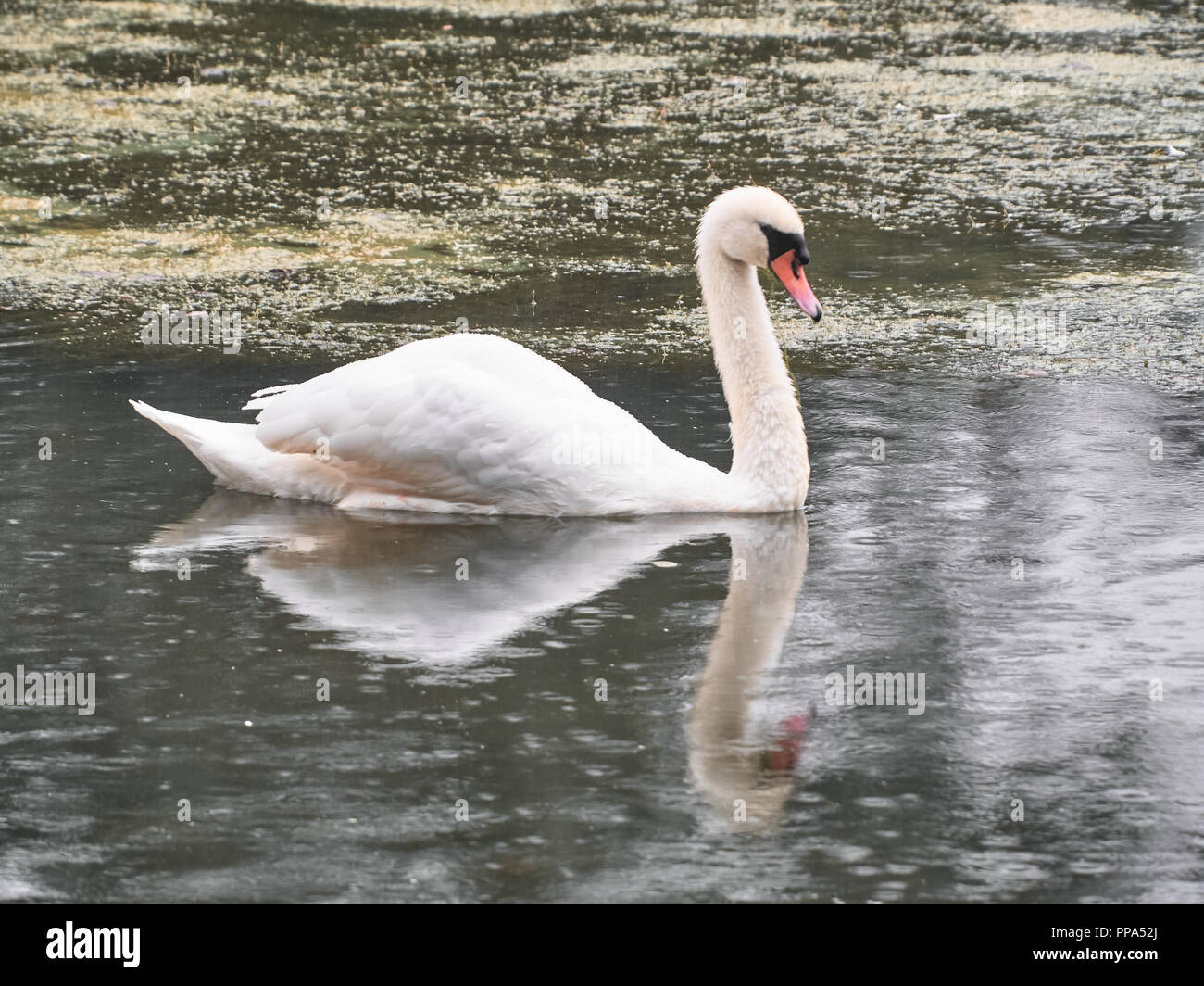 Vista di un cigno in Roath Park, Cardiff Foto Stock
