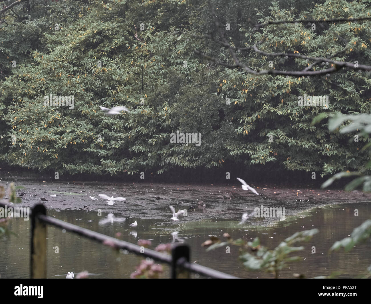 Vista di anatre in Cardiff Roath Park Foto Stock
