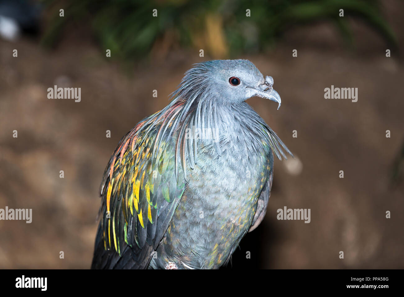 Nicobare piccione (Caloenas nicobarica) Foto Stock