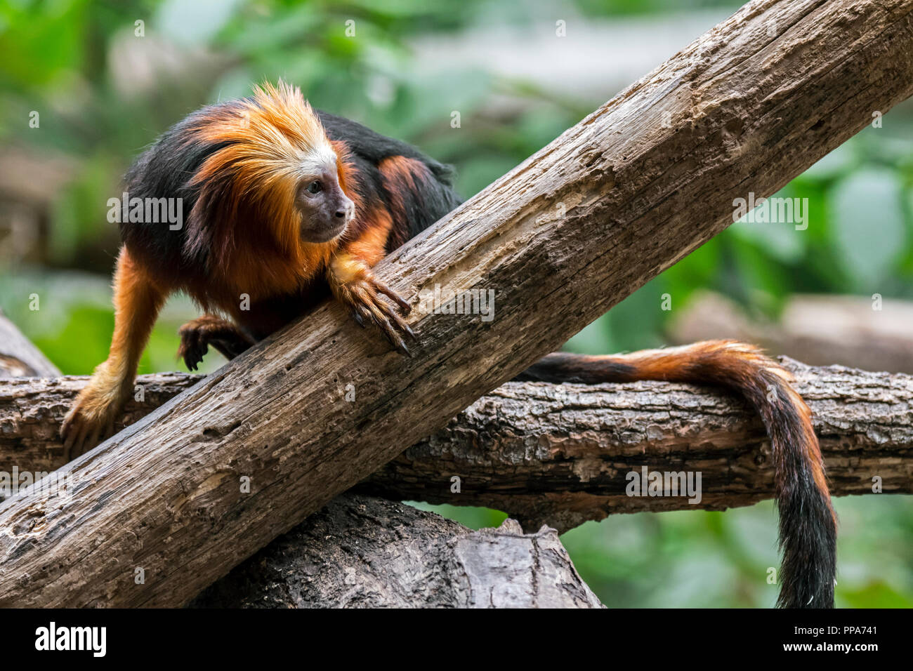 Golden-headed Lion Tamarin / golden-headed tamarin (Leontopithecus chrysomelas) endemica in Brasile, Sud America Foto Stock