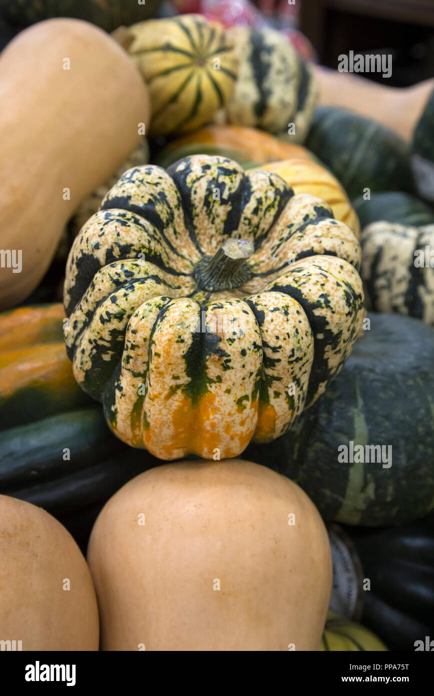 Decorativo zucche stagionali o squash sul visualizzatore in corrispondenza di un supermercato. Foto Stock