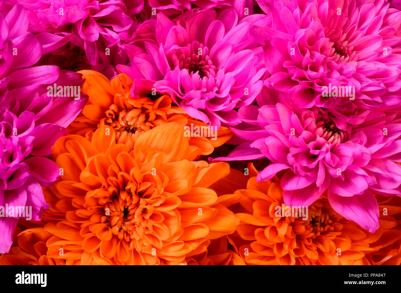 Rosa e fiore di arancia aster macro, vista dall'alto centrata, per sfondo floreale Foto Stock