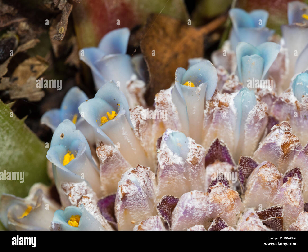 Macro colpo di piccoli fiori blu nel cuore del terrestrial bromeliad, Fascicularia bicolor Foto Stock