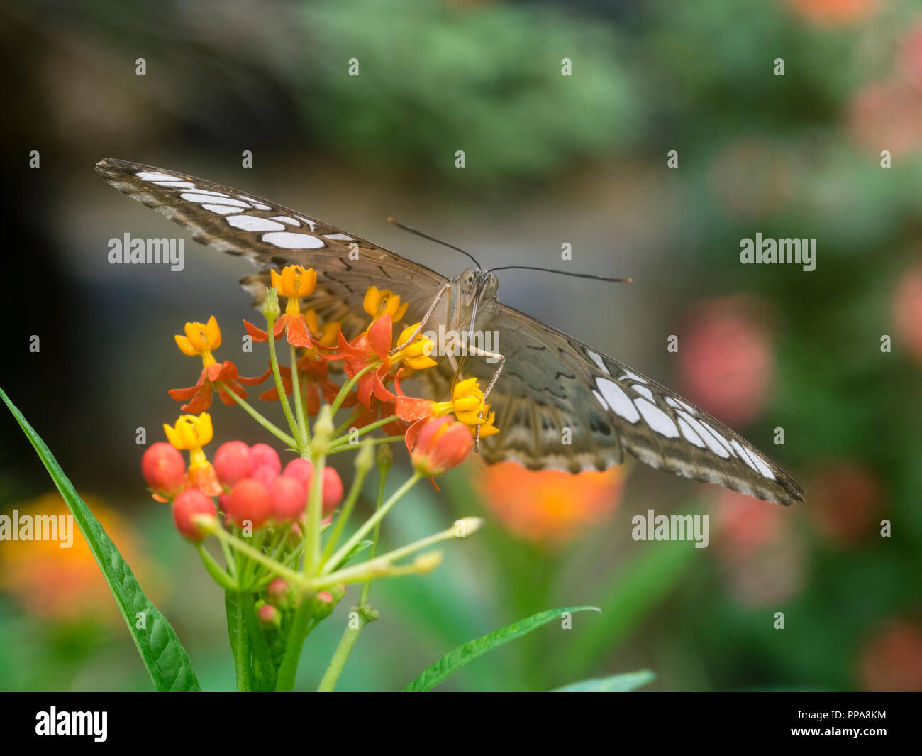 Testa sulla vista di un allevati in cattività tropical clipper butterfly, Parthenos sylvia, alimentando il milkweed, Asclepias currassavica Foto Stock