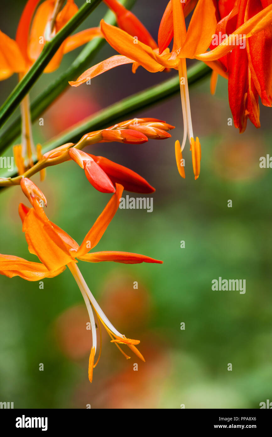 Stella Cadente (Crocosmia aurea) Foto Stock