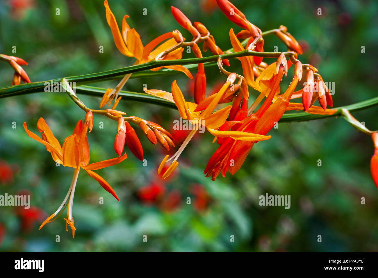 Stella Cadente Crocosmia aurea Foto Stock