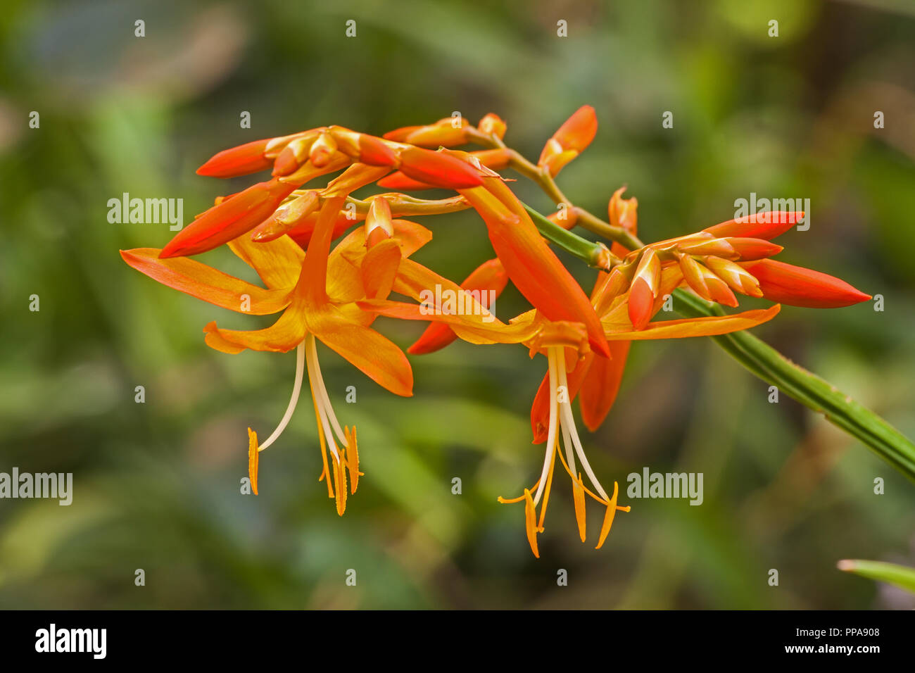 Stella Cadente Crocosmia aurea Foto Stock