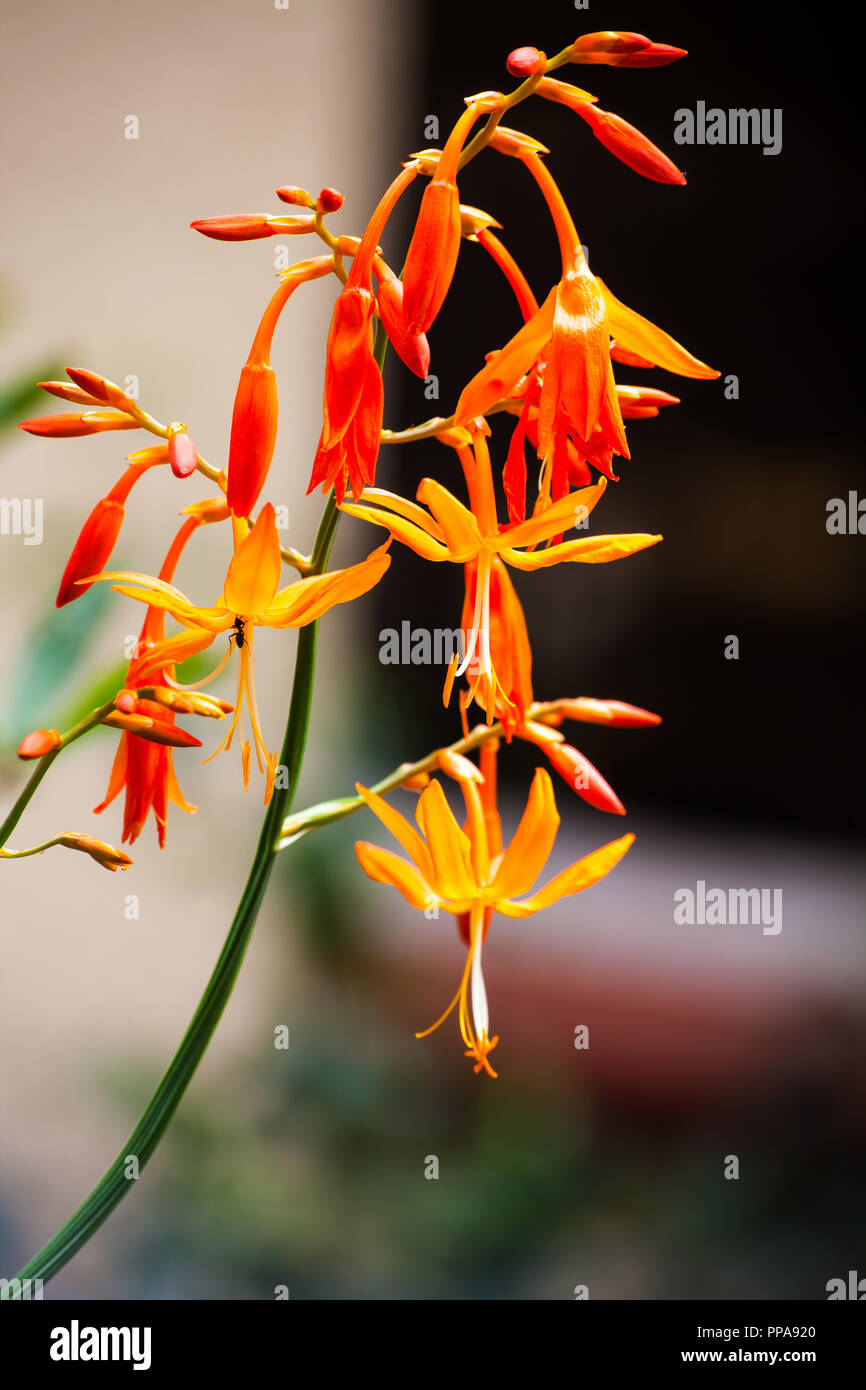 Stella Cadente Crocosmia aurea Foto Stock