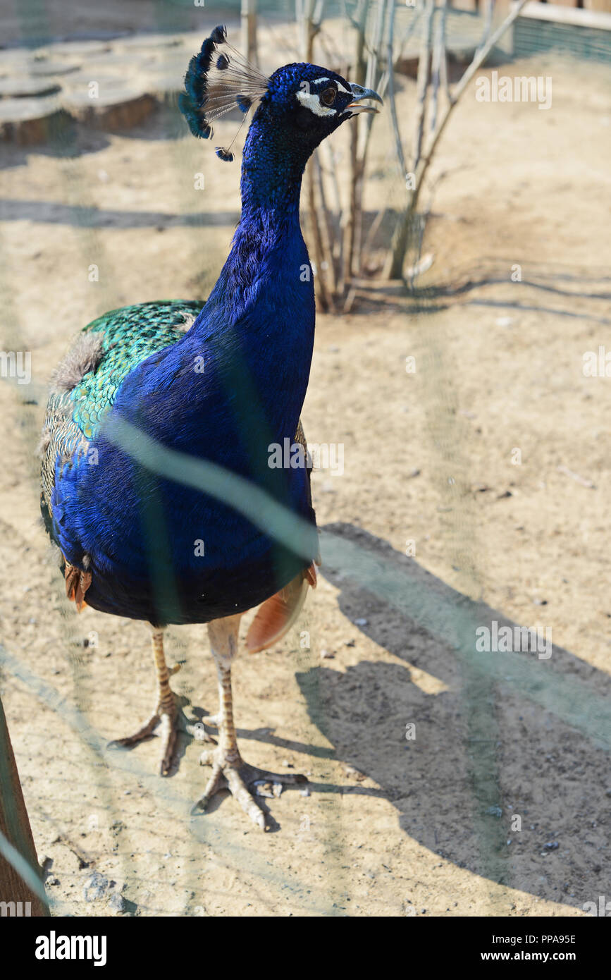 Kiev, Ucraina - 26 agosto 2018: Peacock nel giardino zoologico in estate Foto Stock