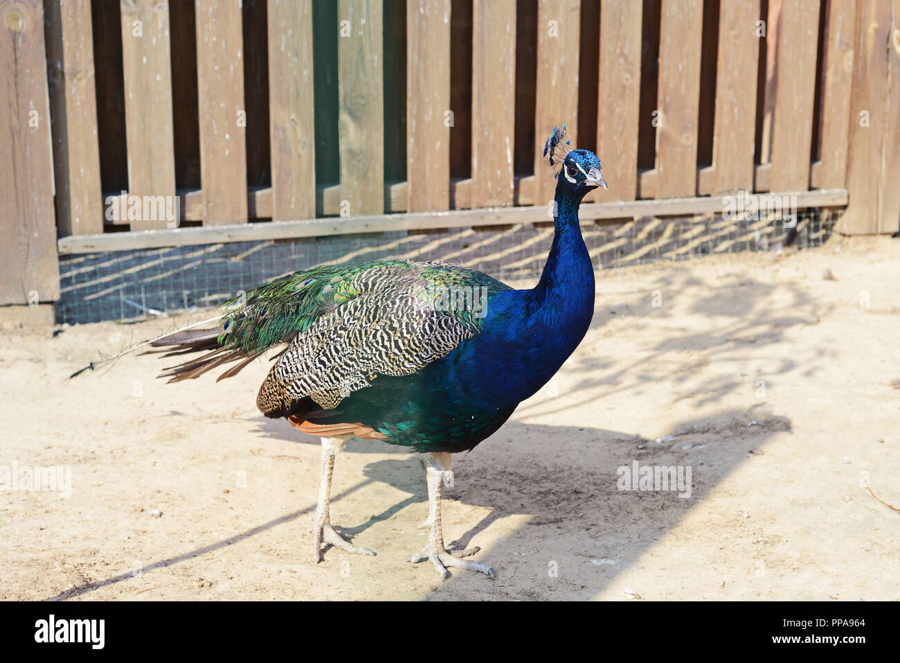 Kiev, Ucraina - 26 agosto 2018: Peacock nel giardino zoologico in estate Foto Stock