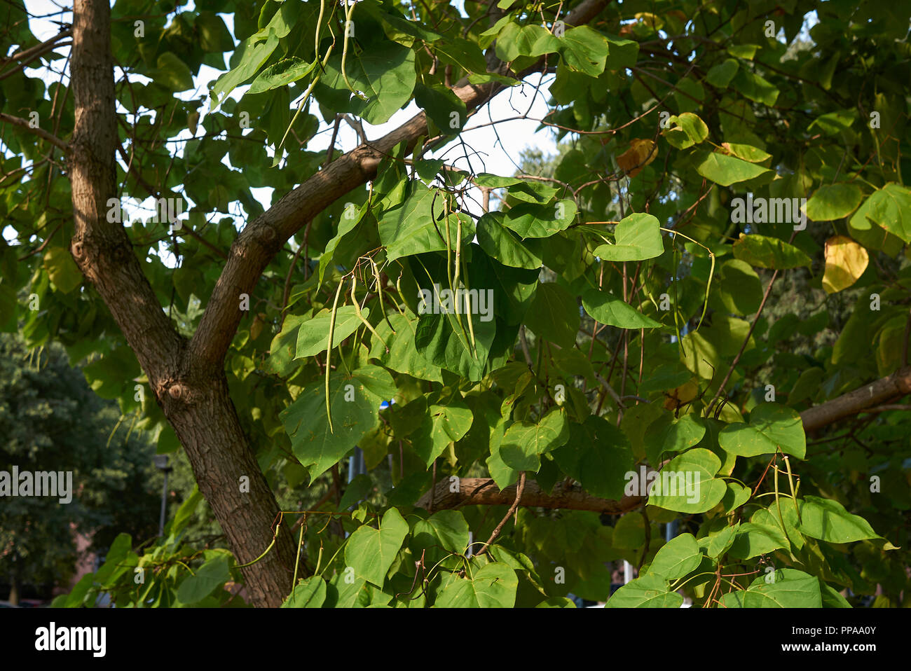 Catalpa bignonioides tree con frutta Foto Stock