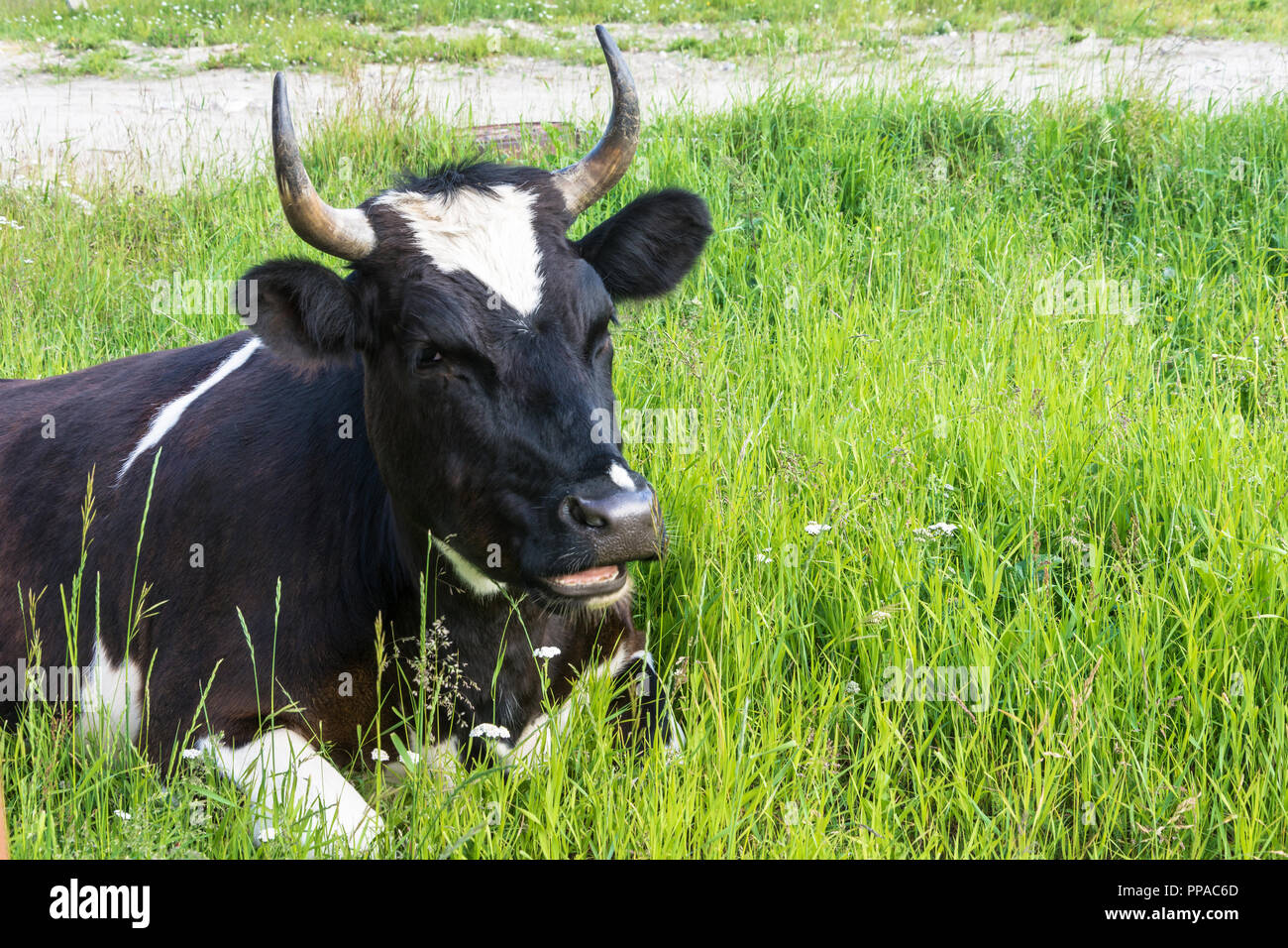 Bianco e nero mucca con grandi corna è in appoggio sull'erba verde. Foto Stock