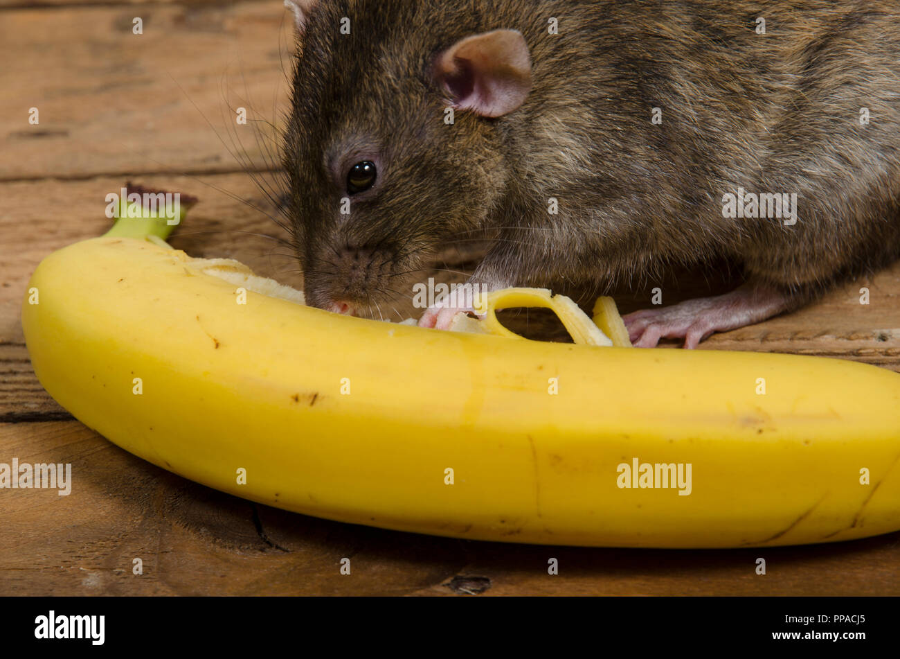 Un ratto è mangiare una banana su un tavolo di legno. Foto Stock