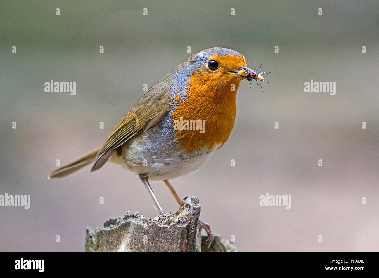 Robin europeo la cattura di insetti sul pesce persico nel bosco Foto Stock