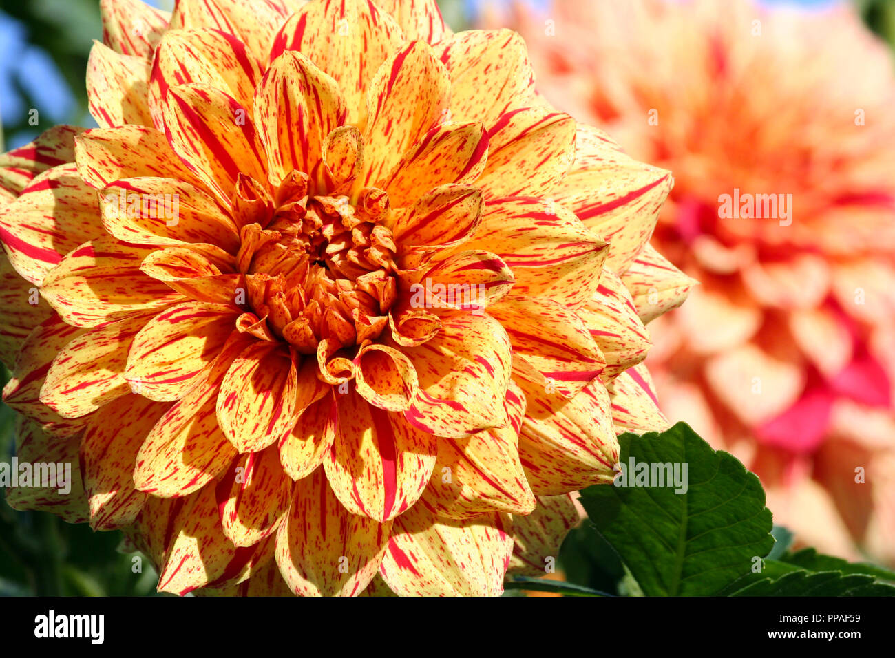 Dahlia Elia mason asteraceae varietà di crisantemo, luminoso giallo-arancio fiori intervallati con punti rossi e lunghe strisce, unico impianto di grandi dimensioni Foto Stock