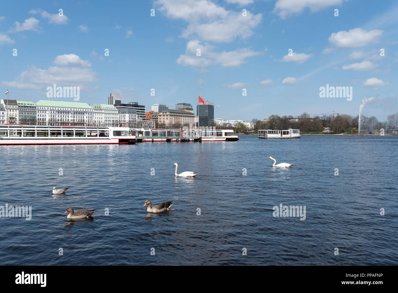 Uccelli acquatici sul Lago Alster Amburgo, Germania Foto Stock