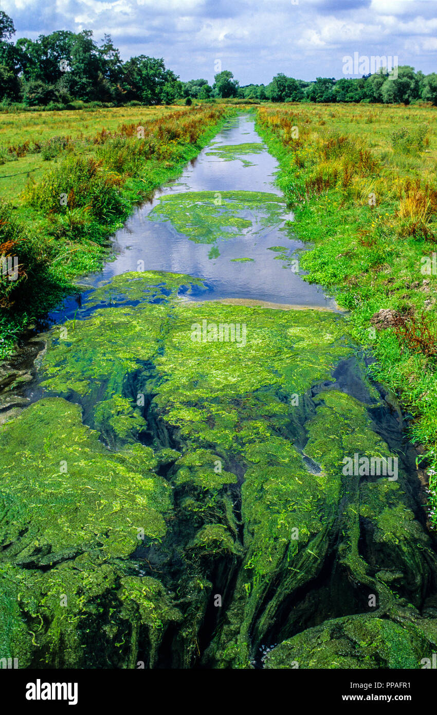 Ormai sicuro dalla strada di sviluppo, Harnham acqua Prati, Salisbury, Wiltshire, Inghilterra, Regno Unito, GB. Foto Stock