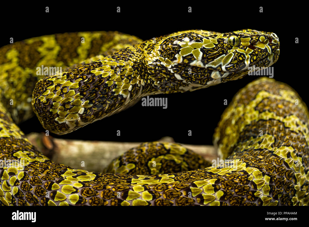 Protobothrops mangshanensis / Mangshan viper Foto Stock