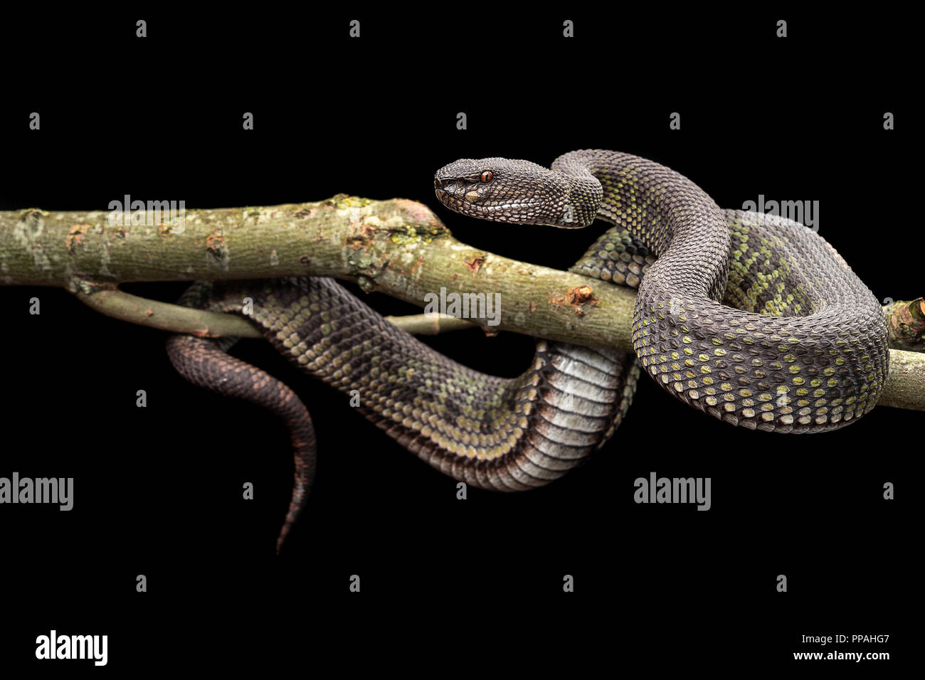 Trimeresurus purpureomaculatus / Mangrove rattlesnakes Foto Stock