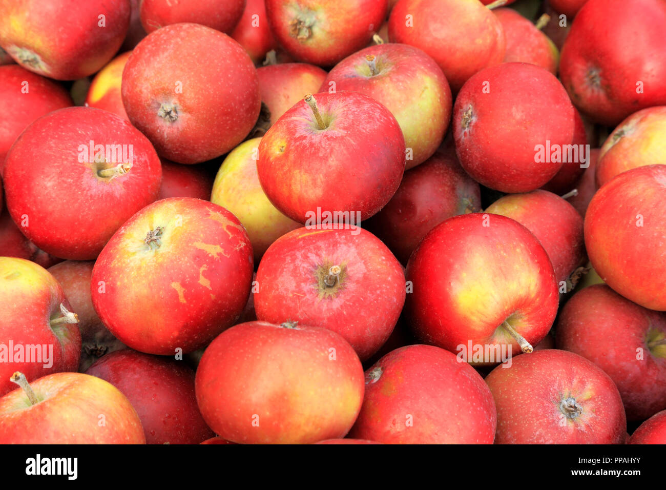 Apple, mele, Ingall Rosso di, farm shop, display, malus domestica, commestibili, frutta Foto Stock