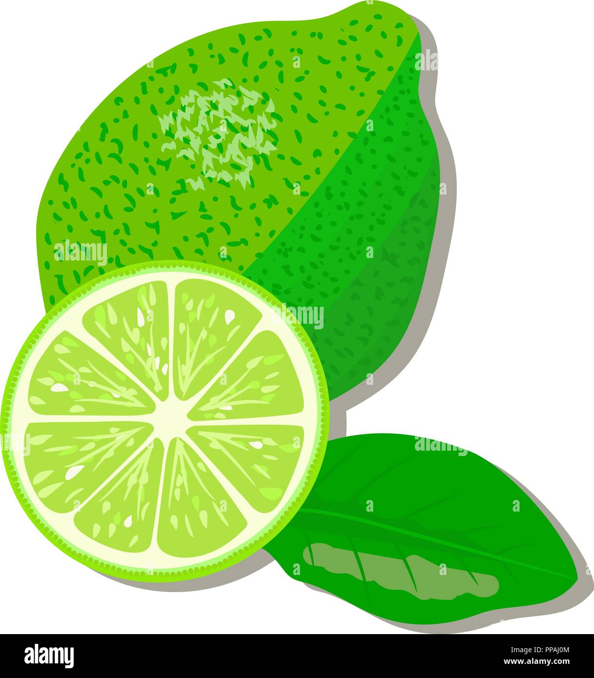 Prodotti di agrumi - arancio, limone, calce, bergamotto, mandarino, pompelmo con foglie. Set di vettore di frutti interi e fette. Per progettazione, poster, tag, pr Illustrazione Vettoriale