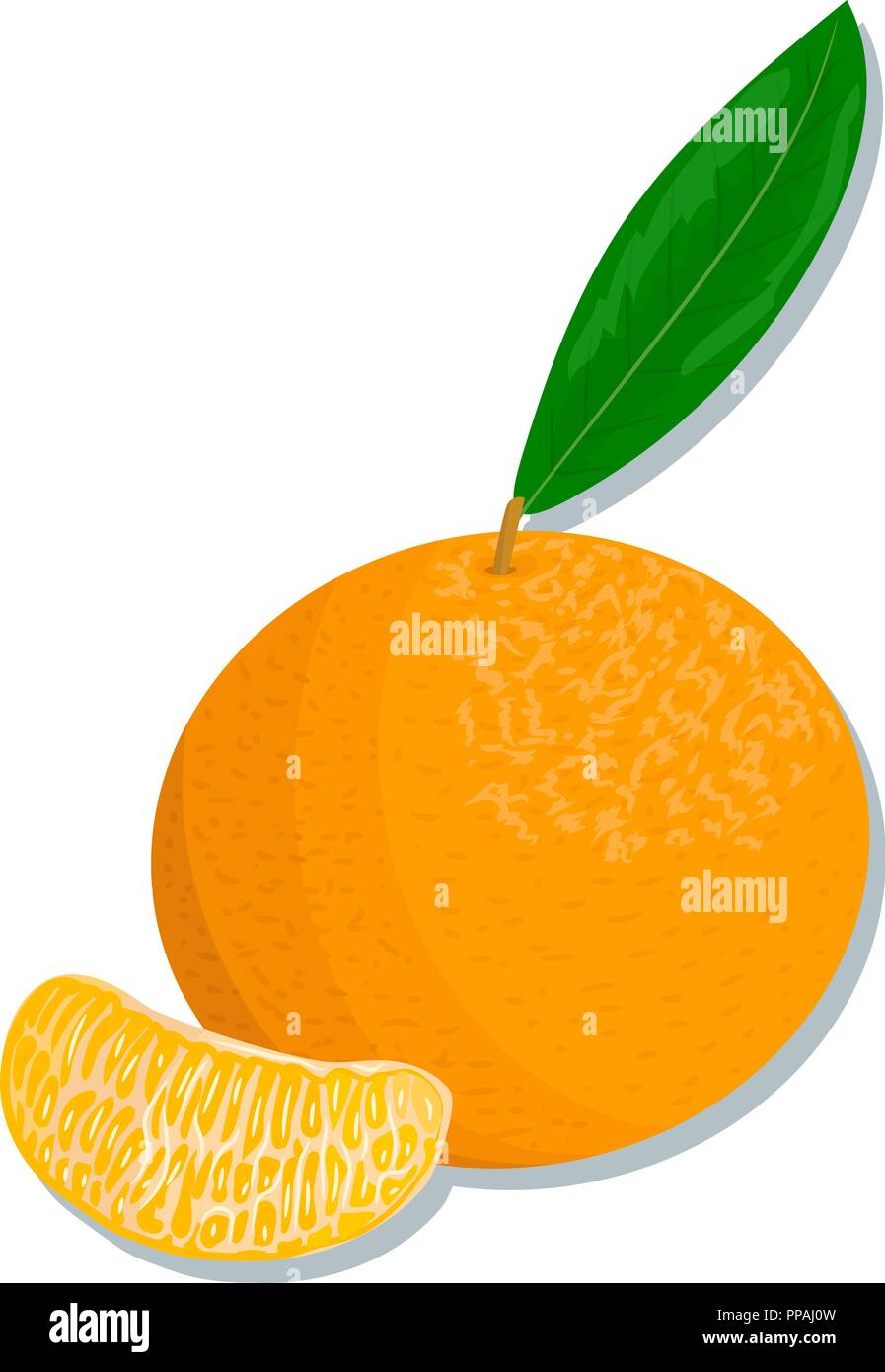 Prodotti di agrumi - arancio, limone, calce, bergamotto, mandarino, pompelmo con foglie. Set di vettore di frutti interi e fette. Per progettazione, poster, tag, pr Illustrazione Vettoriale