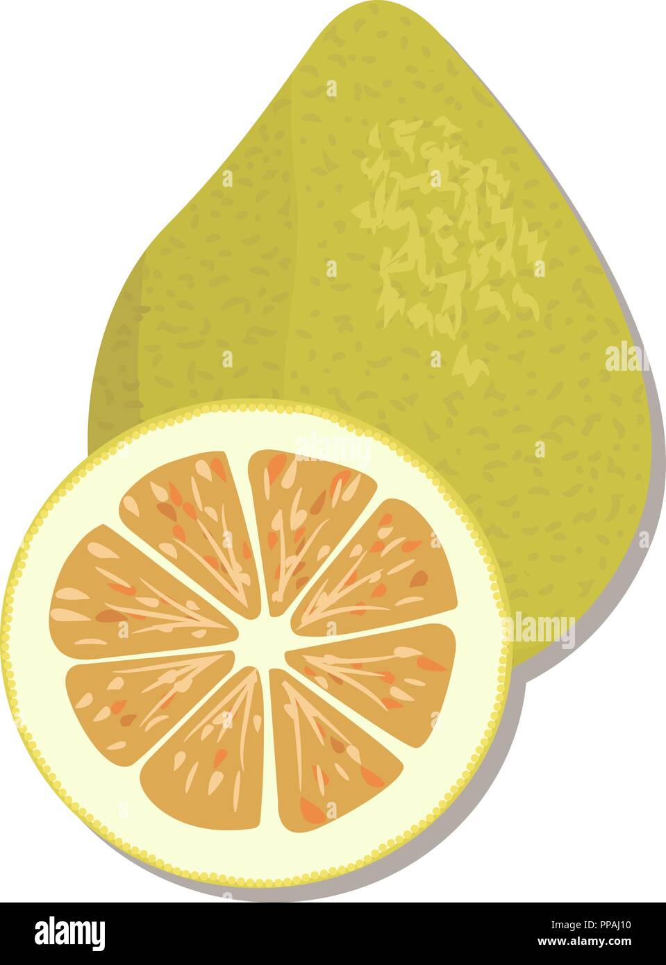 Prodotti di agrumi - arancio, limone, calce, bergamotto, mandarino, pompelmo con foglie. Set di vettore di frutti interi e fette. Per progettazione, poster, tag, pr Illustrazione Vettoriale