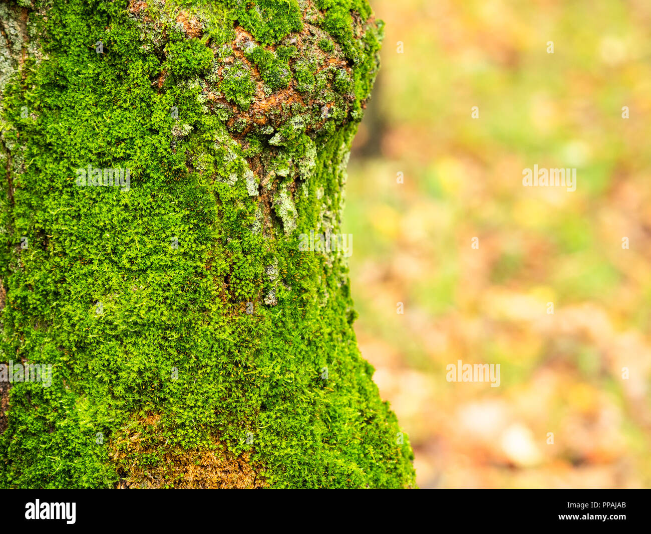 Wet tronco del vecchio albero di mele ricoperta da muschio verde sul prato nel parco in autunno la pioggia Foto Stock