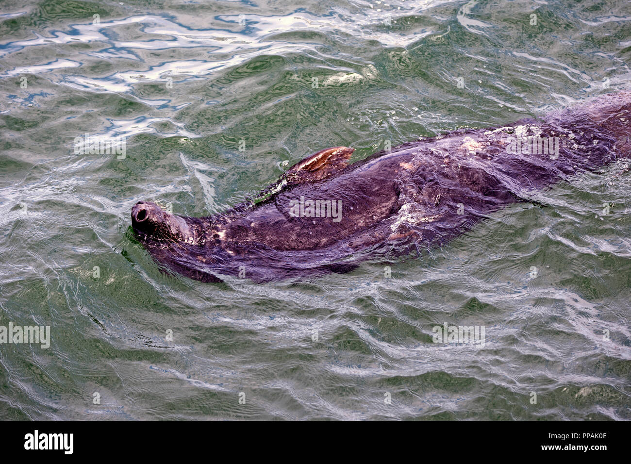 Grigio di una guarnizione di tenuta (Halichoerus grypus) nuota sulla sua schiena in Chatham Harbour su Cape Cod, STATI UNITI D'AMERICA Foto Stock