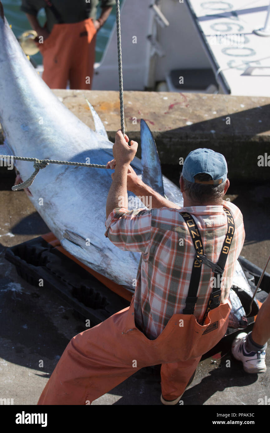 Un pescatore commerciale cale in un grande Pinna Gialla Tuan (Thunnus albacares) a Chatham, pesce Pier, sul Cape Cod, Massachusetts, STATI UNITI D'AMERICA Foto Stock