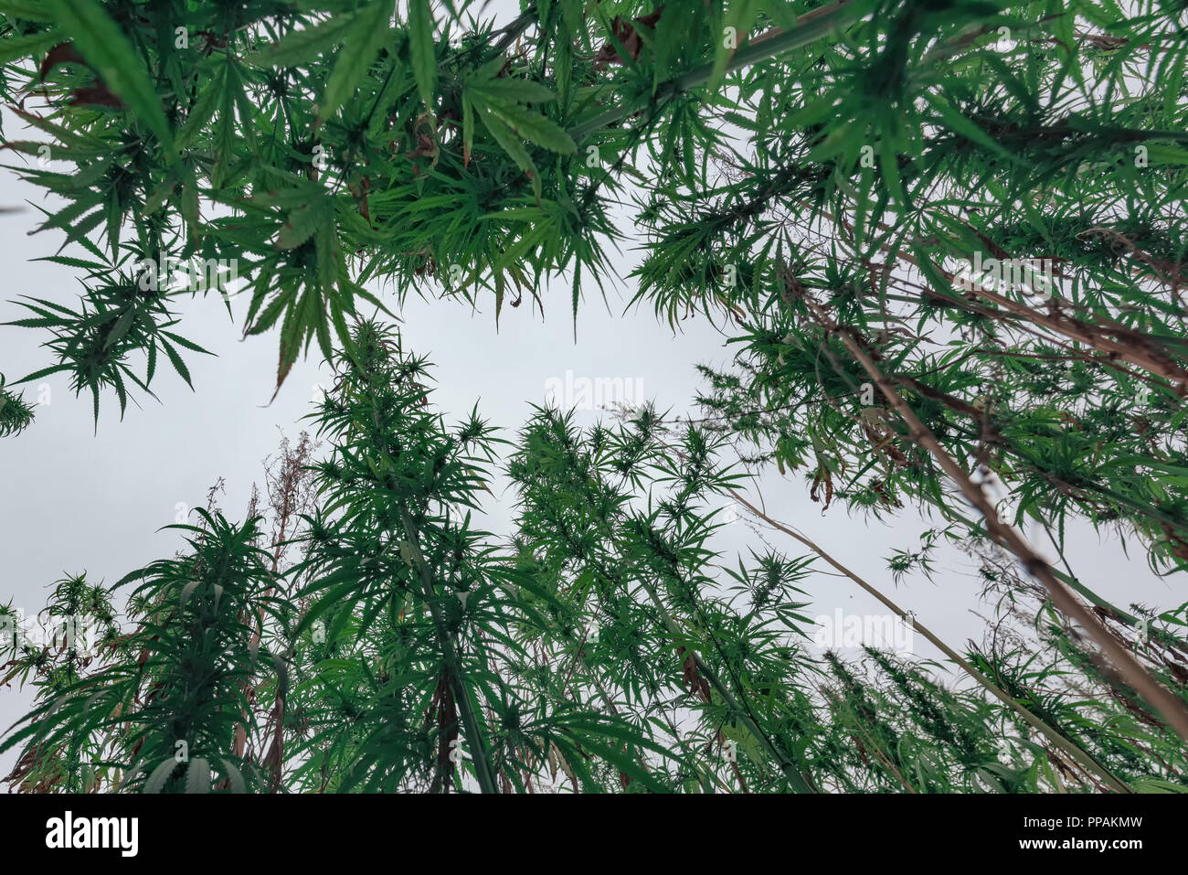 Di canapa o di canapa industriale è la varietà di Cannabis sativa pianta, a basso angolo di visione Foto Stock