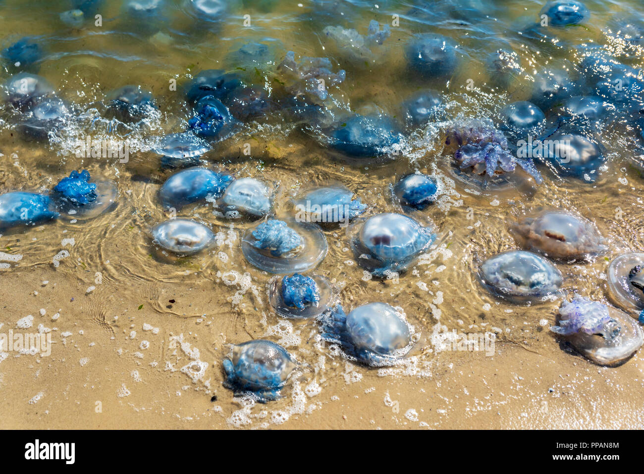 Molte meduse vivi e morti sulla costa del Mar Nero, Ucraina Foto Stock