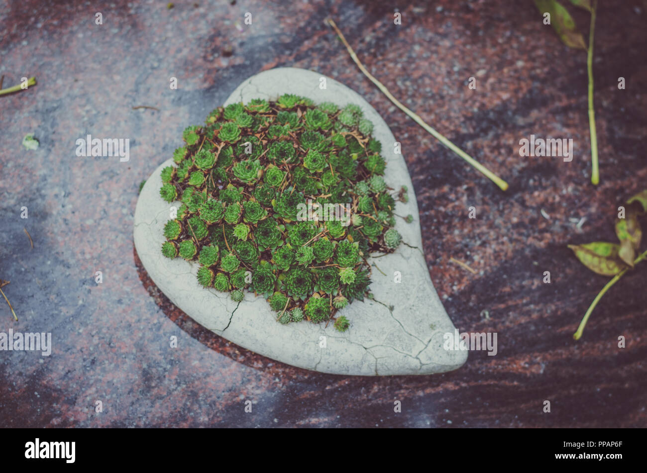 Fiori verdi nel cuore decorazione di pietra nella tomba al cimitero Foto Stock