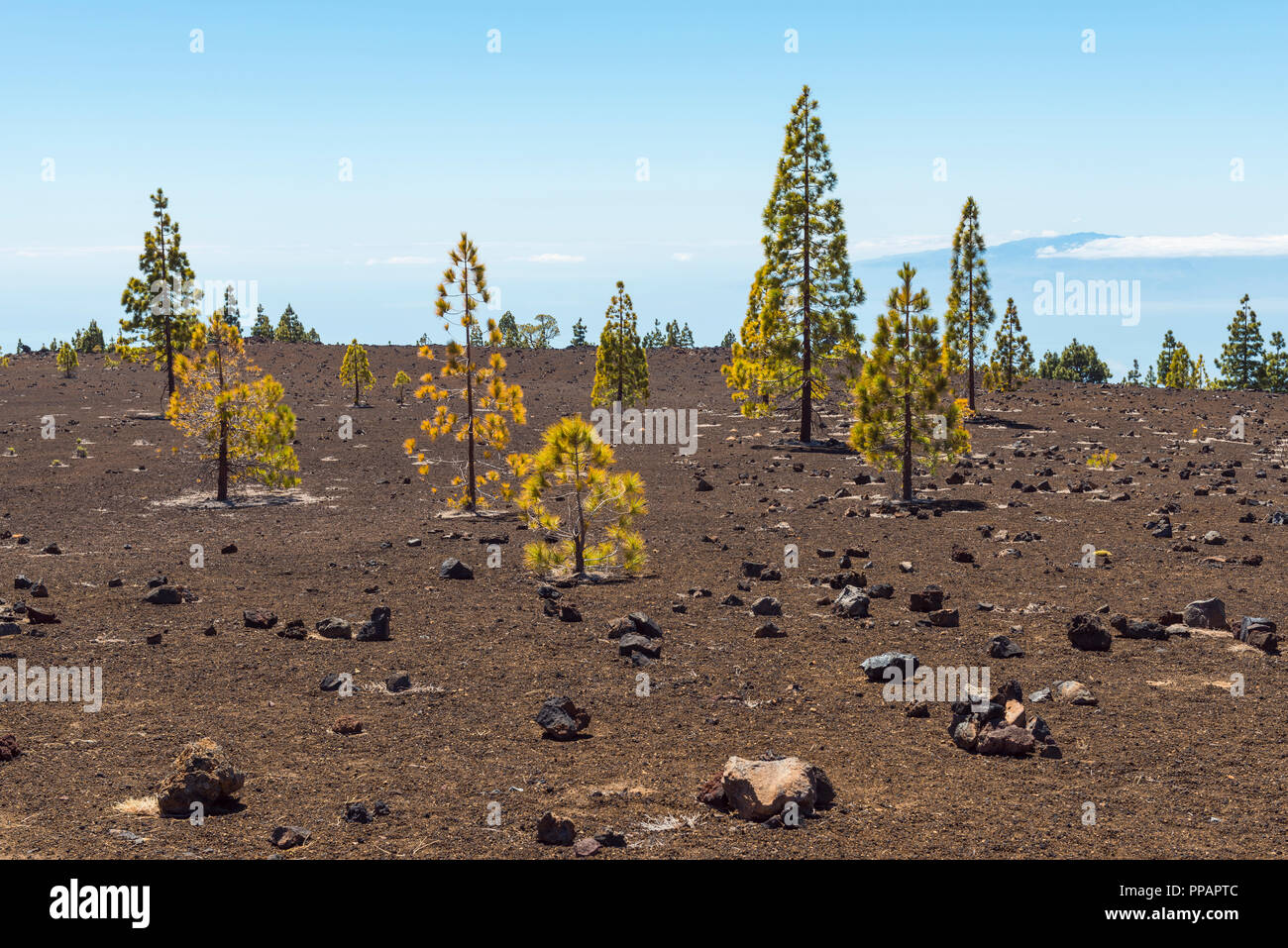 Paesaggio vulcanico con alberi di pino, il Parque Nacional del Teide Tenerife, Isole Canarie, Spagna Foto Stock