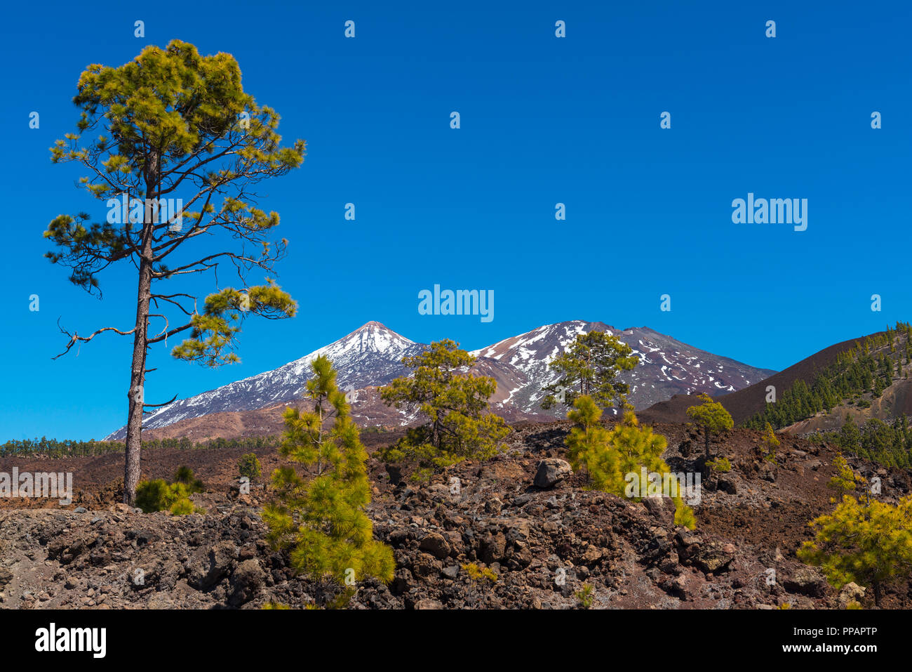 Pico del Teide mountain con alberi di pino, il Parque Nacional del Teide Tenerife, Isole Canarie, Spagna Foto Stock