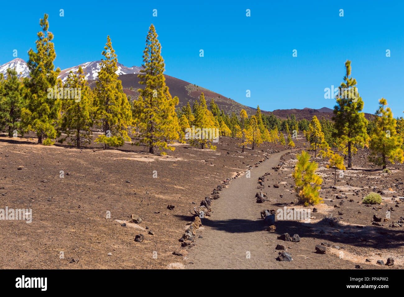 Percorso attraverso il paesaggio vulcanico con alberi di pino, il Parque Nacional del Teide Tenerife, Isole Canarie, Spagna Foto Stock