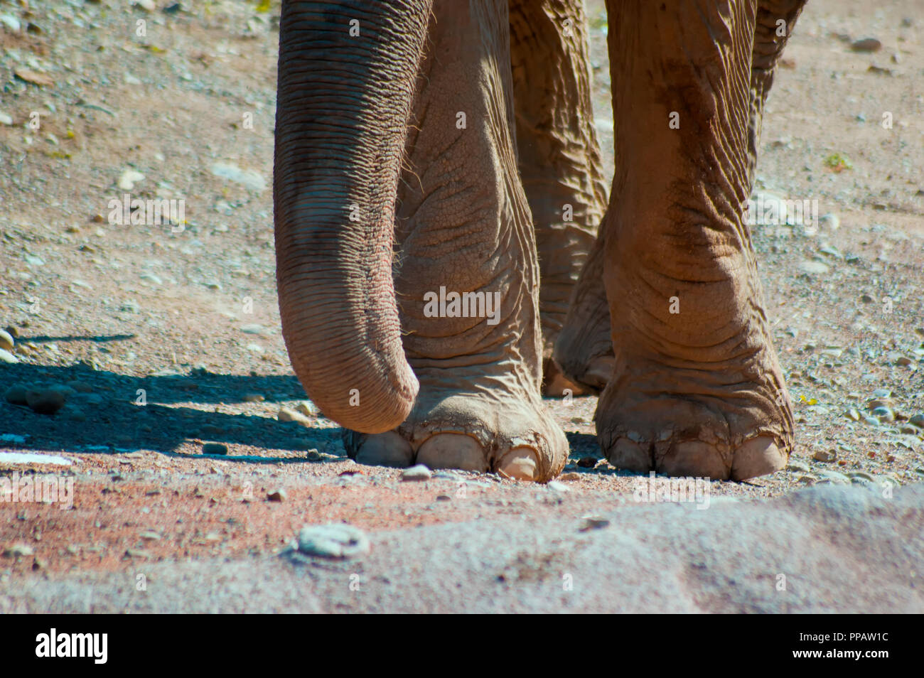 Grosso elefante grigio che pongono in primo piano la foto Foto Stock