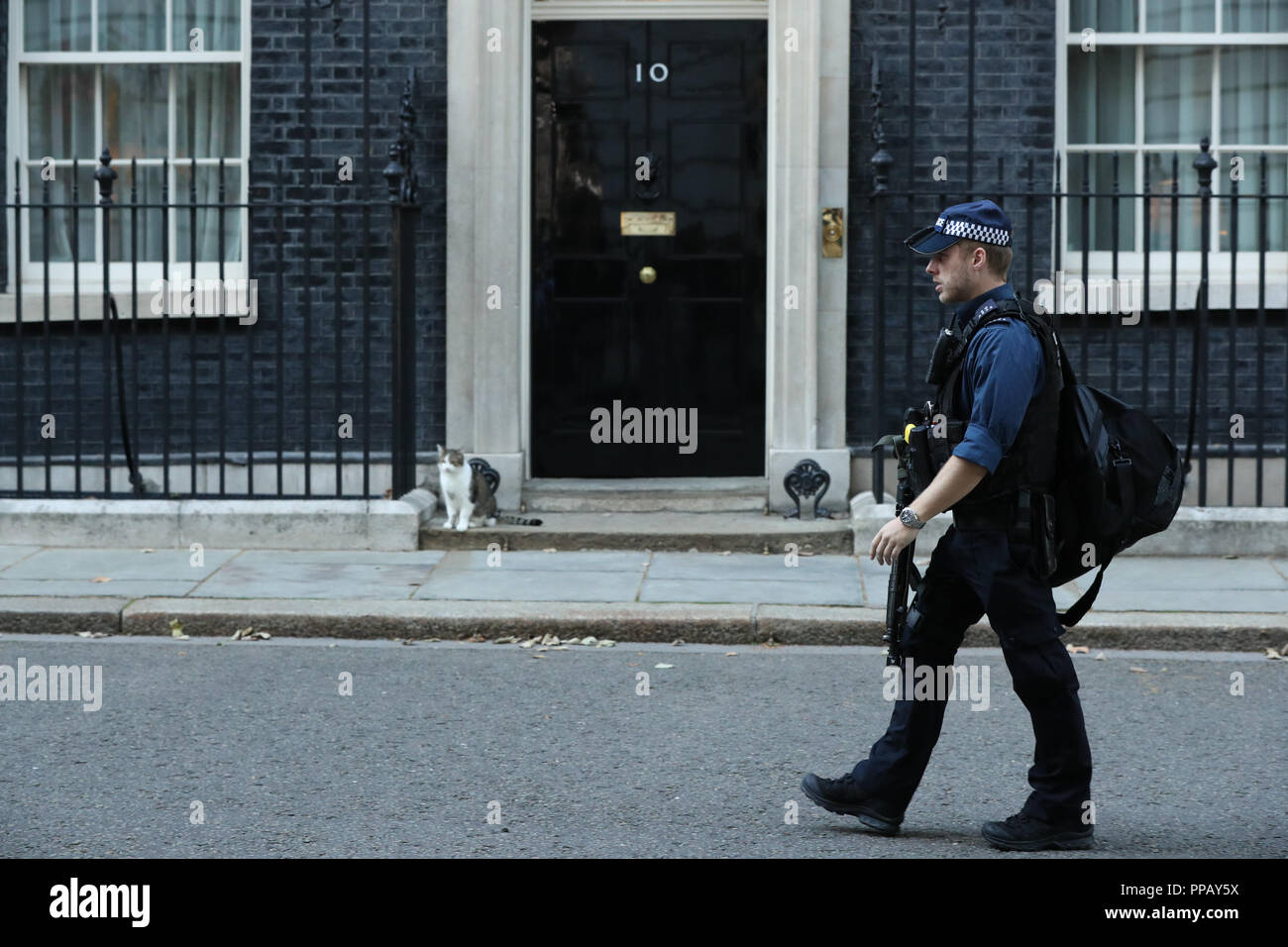 Un agente di polizia armato passeggiate passato Larry il gatto come si attende di essere lasciate in 10 Downing Street, Londra. Foto Stock