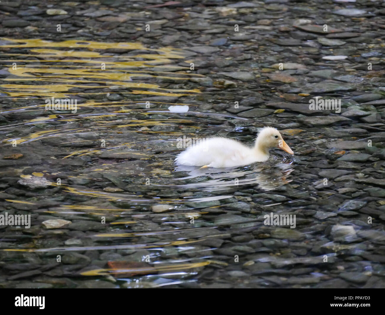 Grazioso piccolo anatroccolo bianco solo nuotare in un stagno o lago. Foto Stock