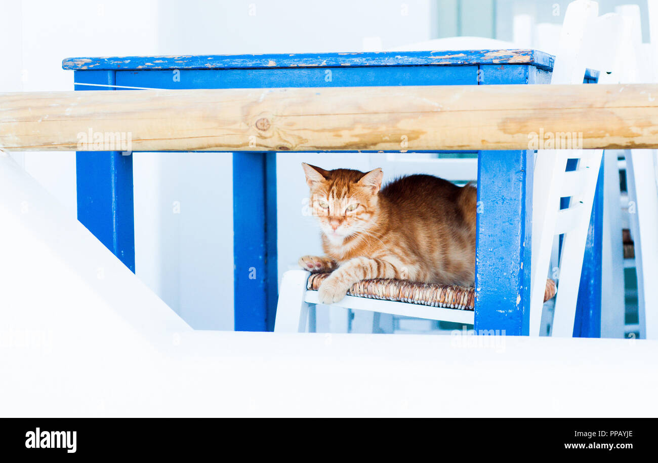 Lo zenzero cat seduto su una sedia, Naxos, Grecia Foto Stock