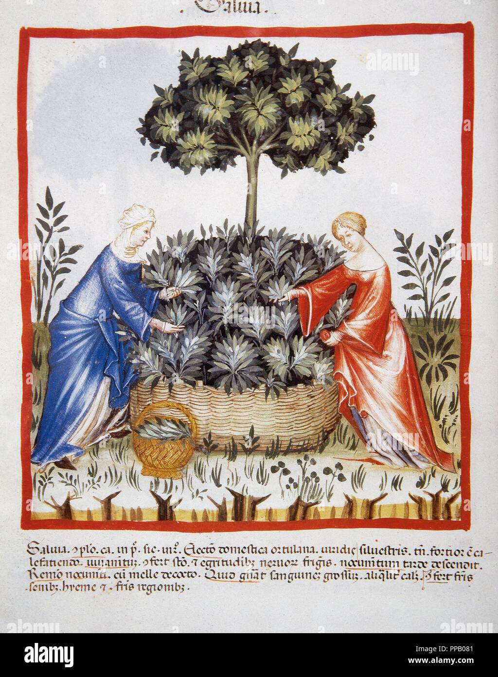 Tacuinum Sanitatis. Salute medievale Handbook, datata prima del 1400, sulla base di osservazioni di ordine medico che dettaglia gli aspetti più importanti di prodotti alimentari, bevande e abbigliamento. Le donne picking salvia. Miniatura. Folio 37v. Foto Stock