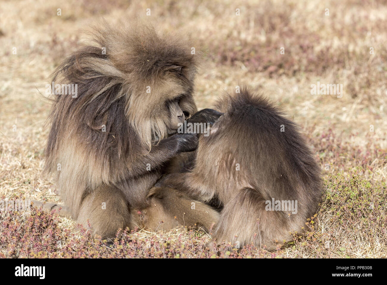 Adulto per la cura del corpo maschile femminile. Babbuino Gelada, scimmia del Vecchio Mondo, Theropithecus gelada sanguinamento aka-cuore monkey.Simiens Parco Nazionale,l'Etiopia Foto Stock