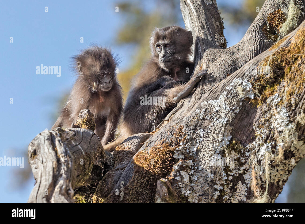 I neonati nella struttura ad albero. Babbuino Gelada, scimmia del Vecchio Mondo, Theropithecus gelada sanguinamento aka-cuore monkey.Simiens Parco Nazionale,l'Etiopia Foto Stock