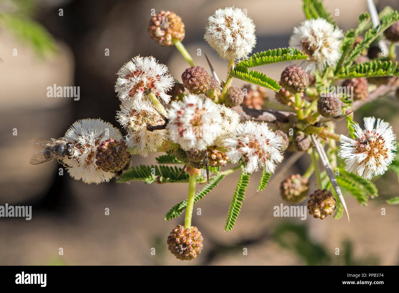 L'alimentazione delle api sui fiori, alberi di acacia nei pressi di Gondar, Etiopia Foto Stock