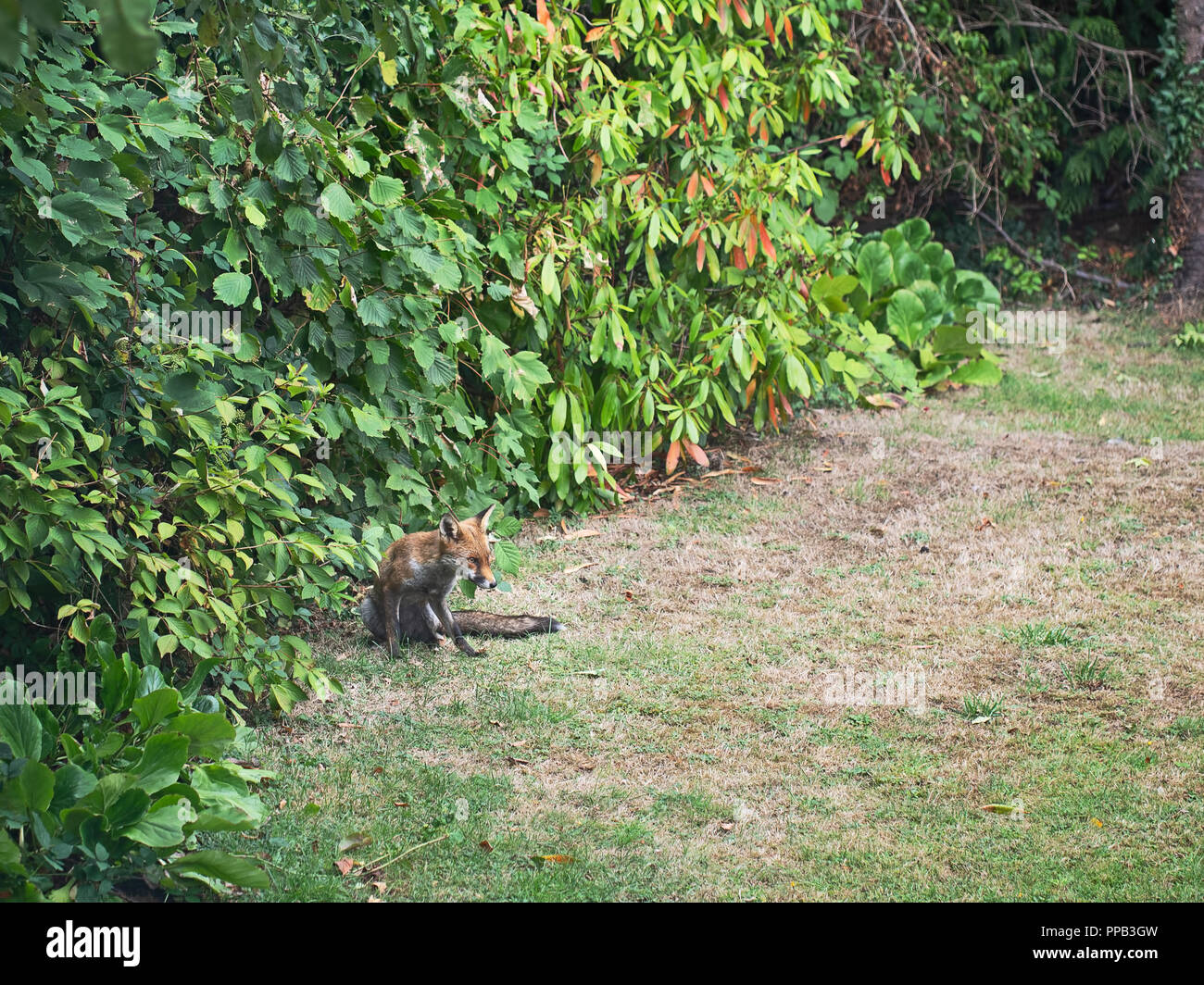 Londra REGNO UNITO, urban fox, feral, in giardino, sotto copertura. Foto Stock
